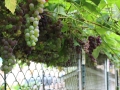 903-bates-grapes